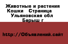 Животные и растения Кошки - Страница 2 . Ульяновская обл.,Барыш г.